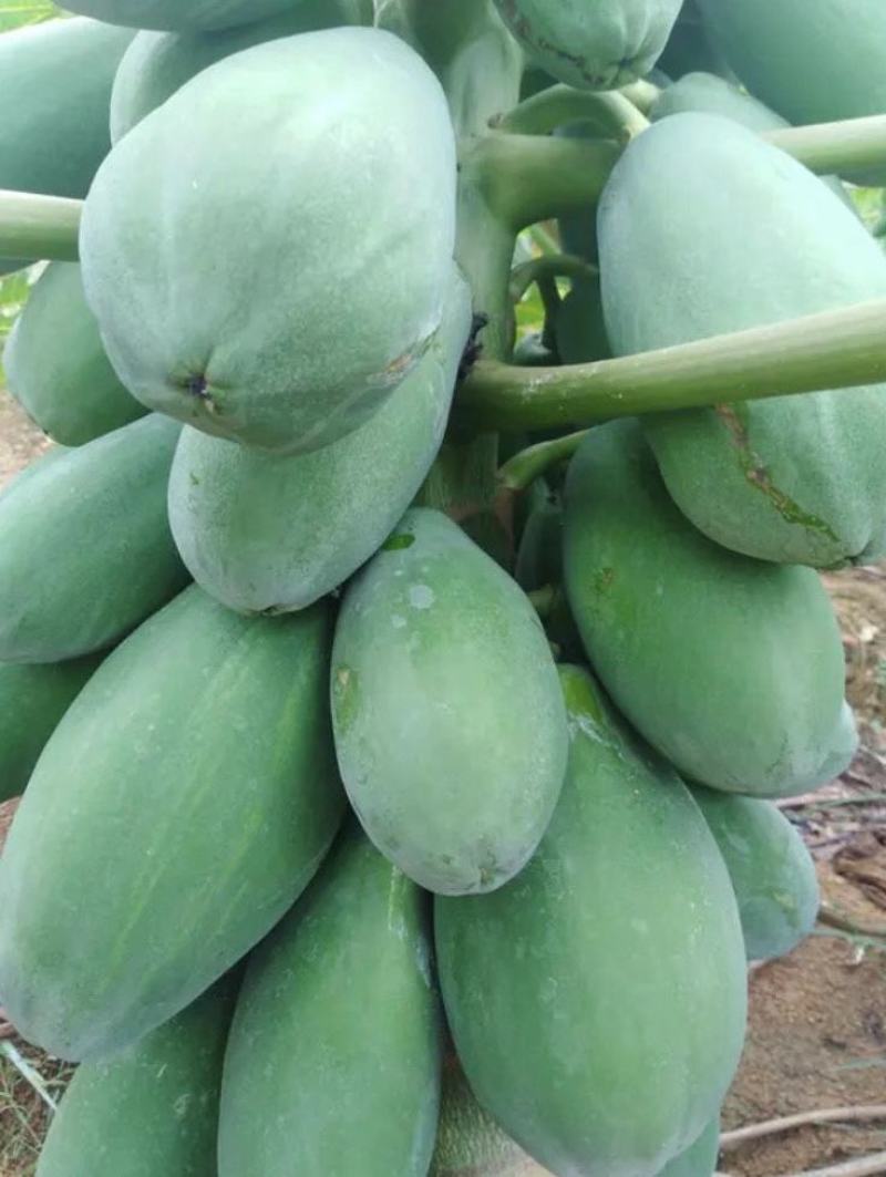 广东大量精品木瓜各种规格大量上市质量保障欢迎电话联系