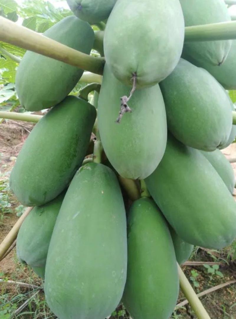广东大量精品木瓜各种规格大量上市质量保障欢迎电话联系