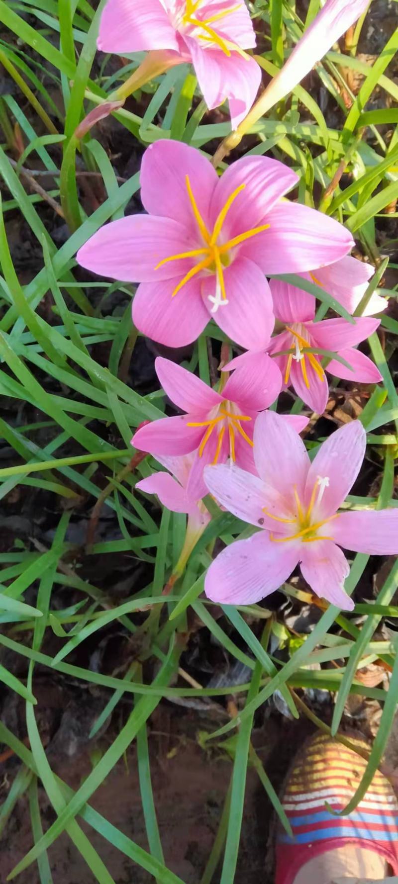 青州学起花卉基地，红花韭兰基地直发，支持视频看货