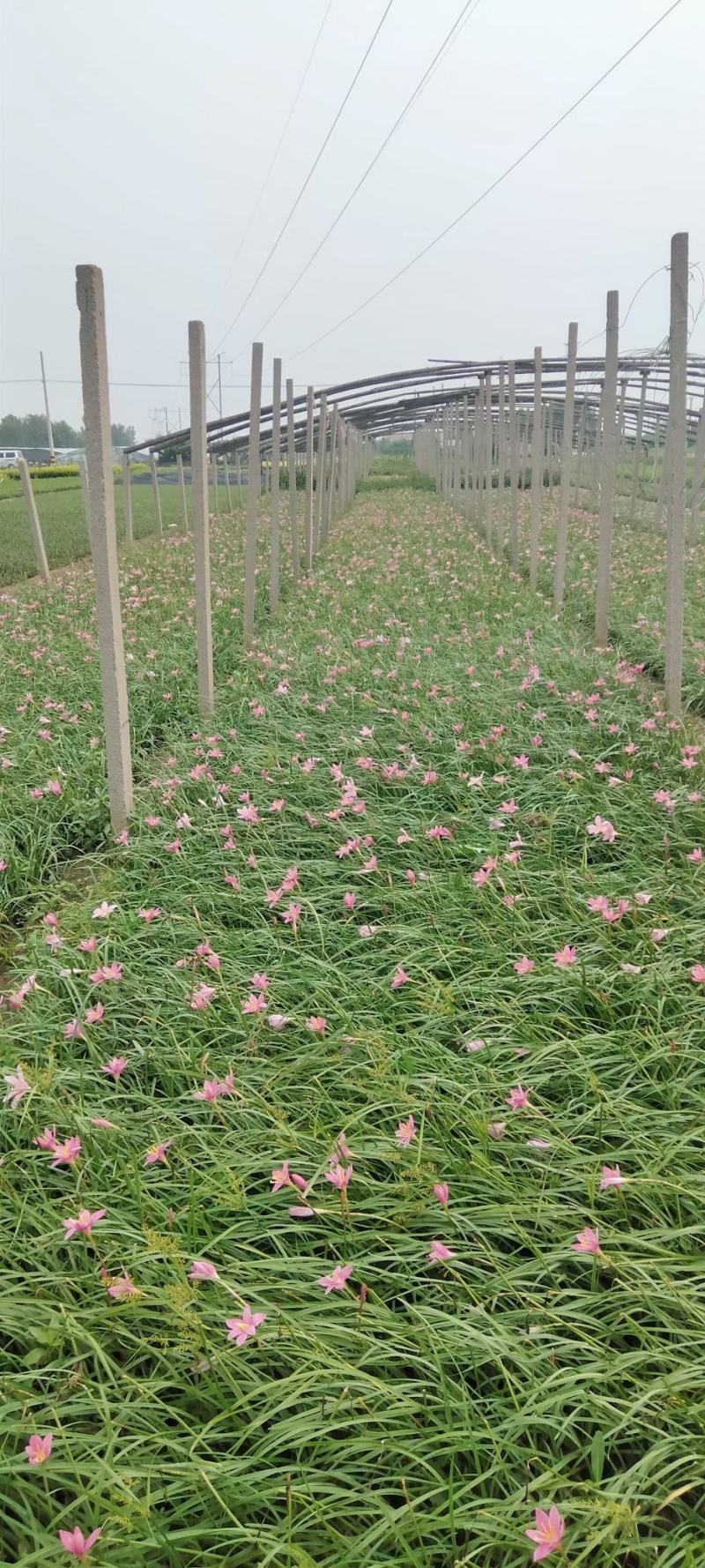 青州学起花卉基地，红花韭兰基地直发，支持视频看货