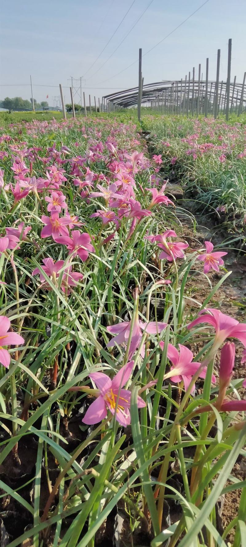 青州学起花卉基地，红花韭兰基地直发，支持视频看货