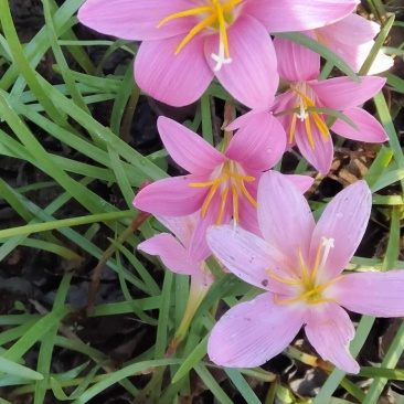 青州学起花卉基地,红花韭兰基地直发,支持视频看货