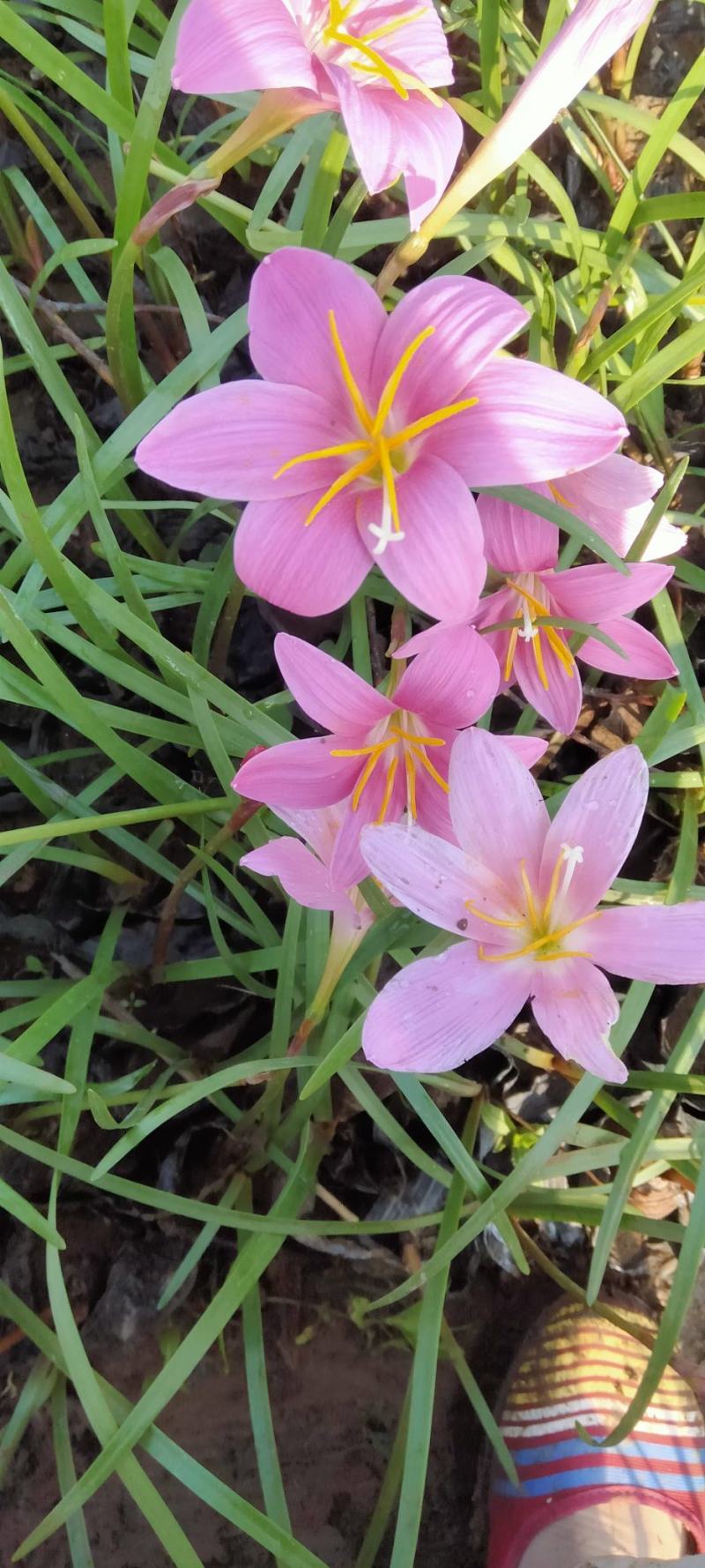 青州学起花卉基地，红花韭兰基地直发，支持视频看货
