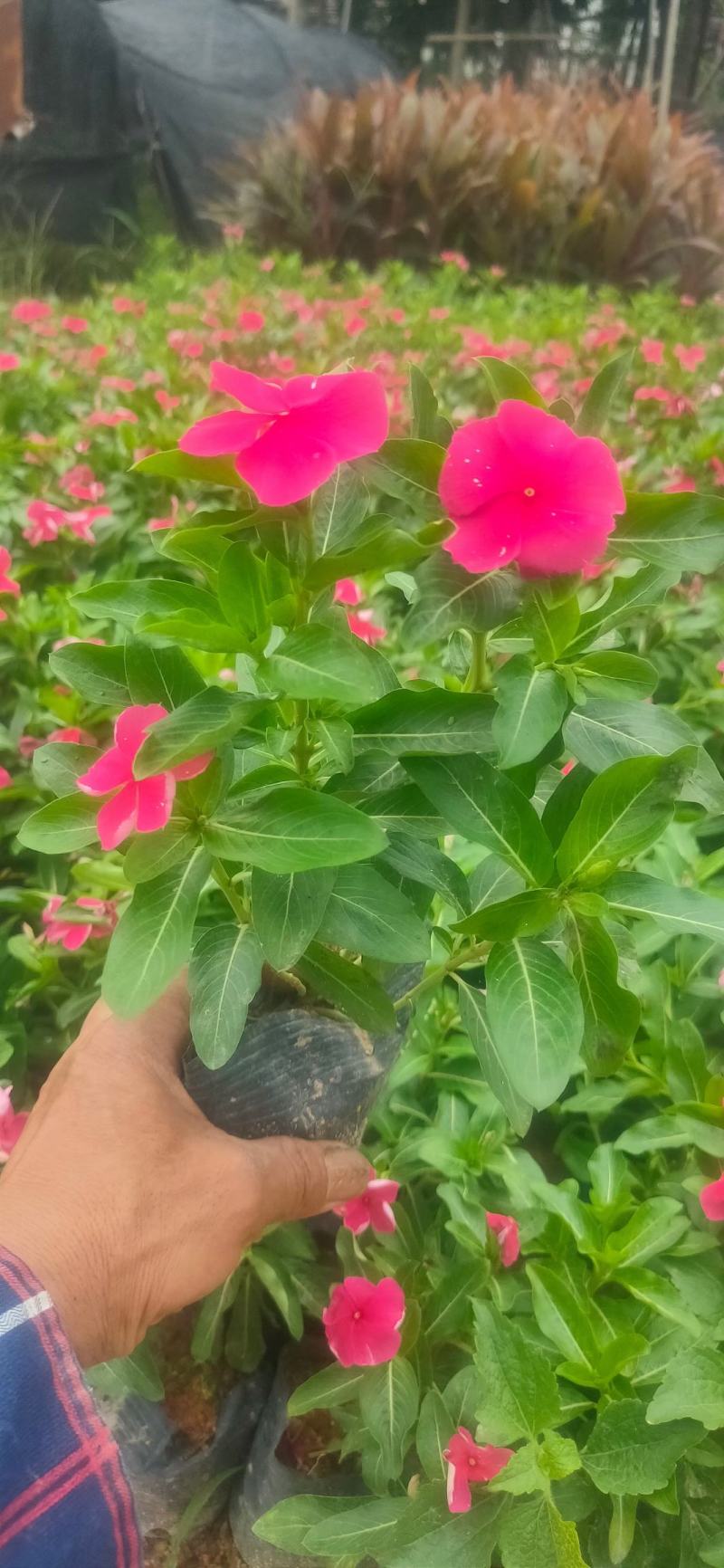 长春红花，高度20公分~25公分