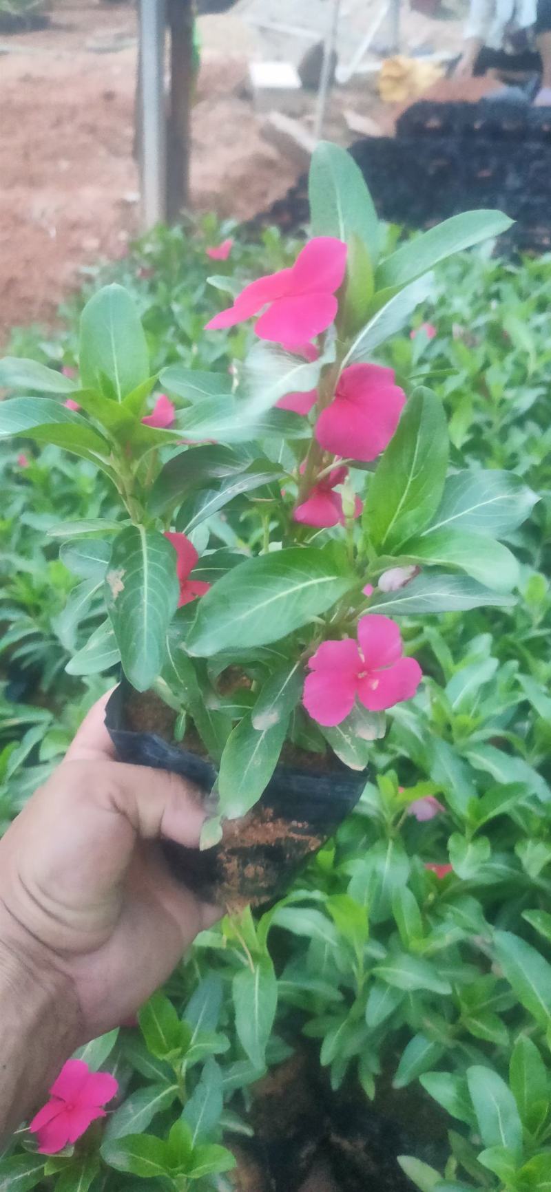 长春红花，高度20公分~25公分