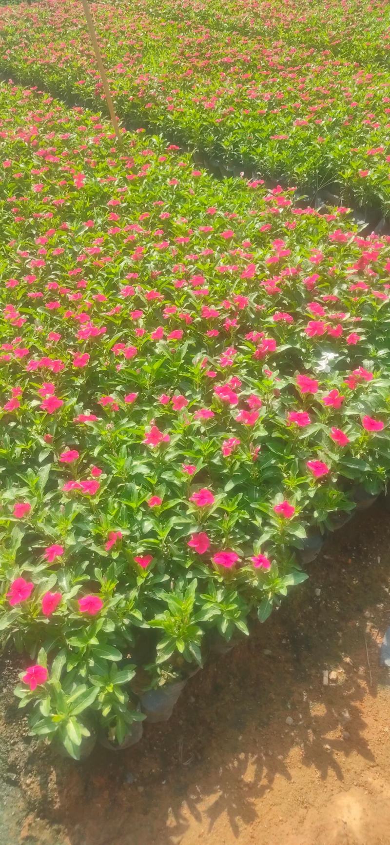 长春红花，高度20公分~25公分