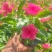 长春红花，高度20公分~25公分