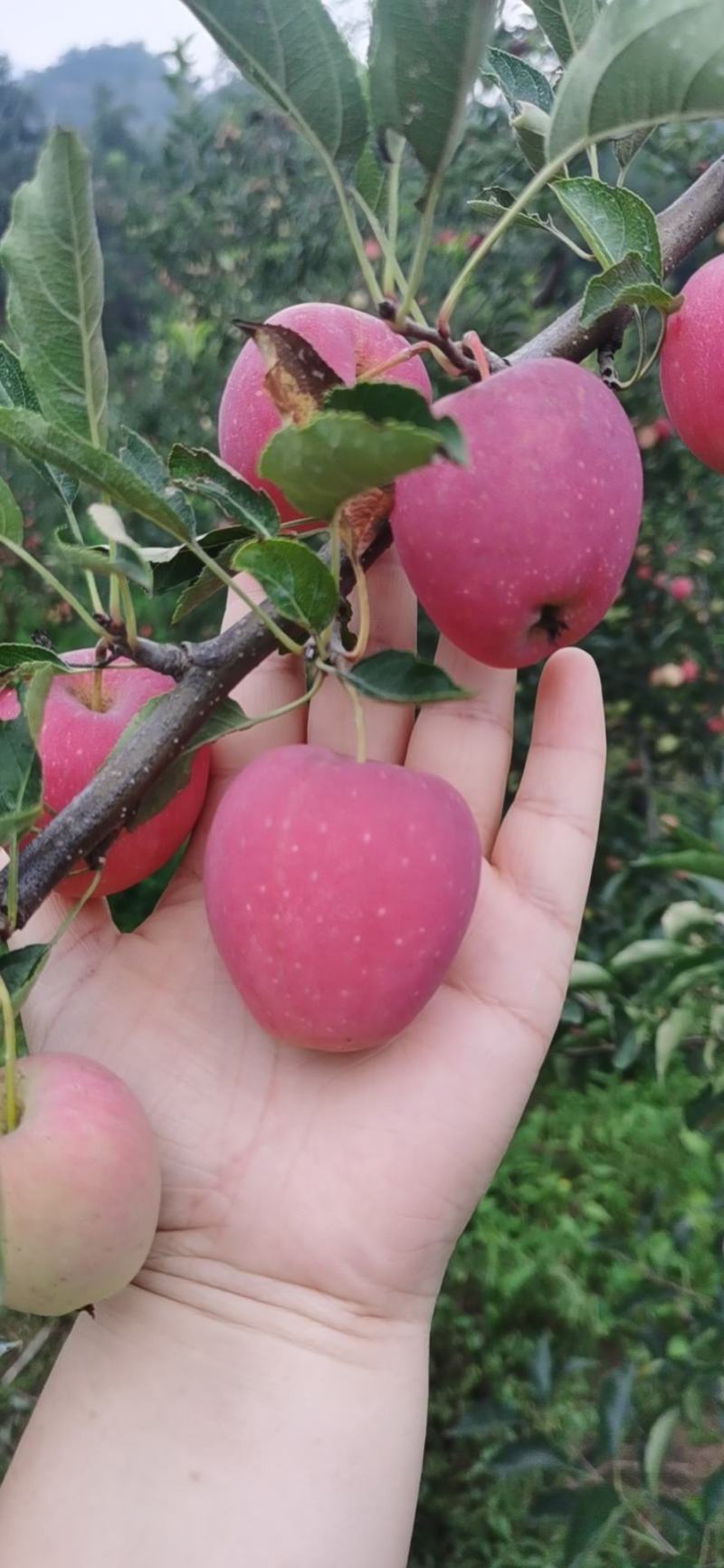 鸡心果，锦绣海棠，果脆，酸甜口