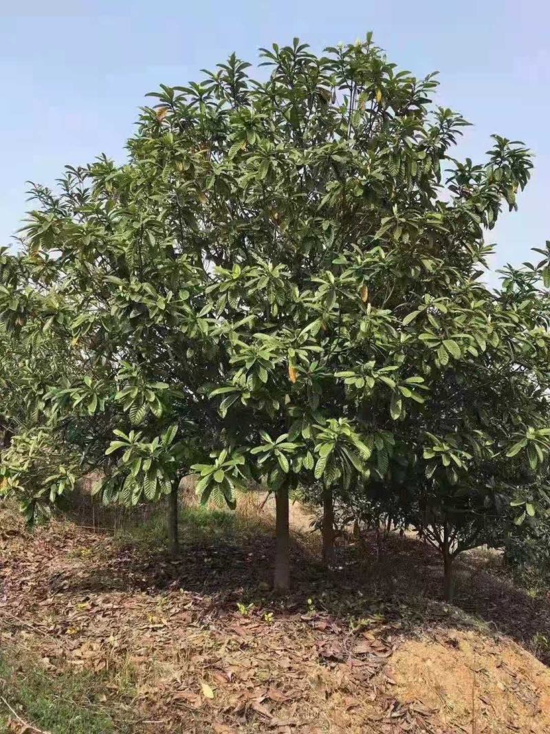 枇杷树/绿化苗木/乔灌木/枇杷树/林木树苗/树苗种子