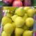【不裂果/大果型】正品波姬红无花果苗现挖苗技术指导种植