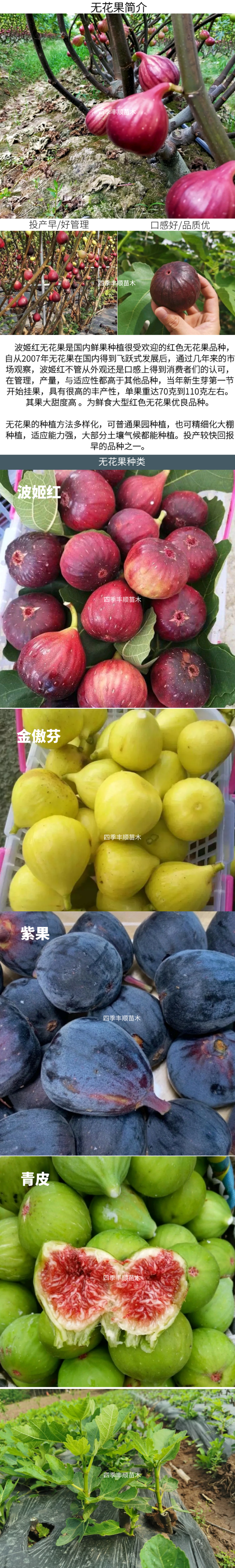 【不裂果/大果型】正品波姬红无花果苗现挖苗技术指导种植