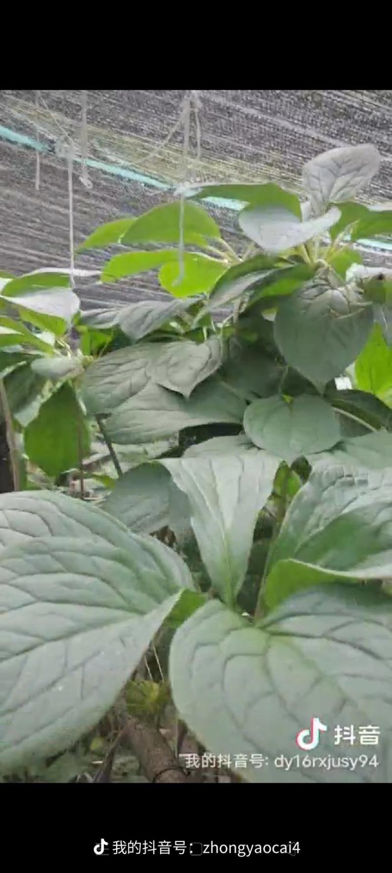 优质高杆滇重楼苗（药点高）