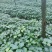 优质高杆滇重楼苗（药点高）