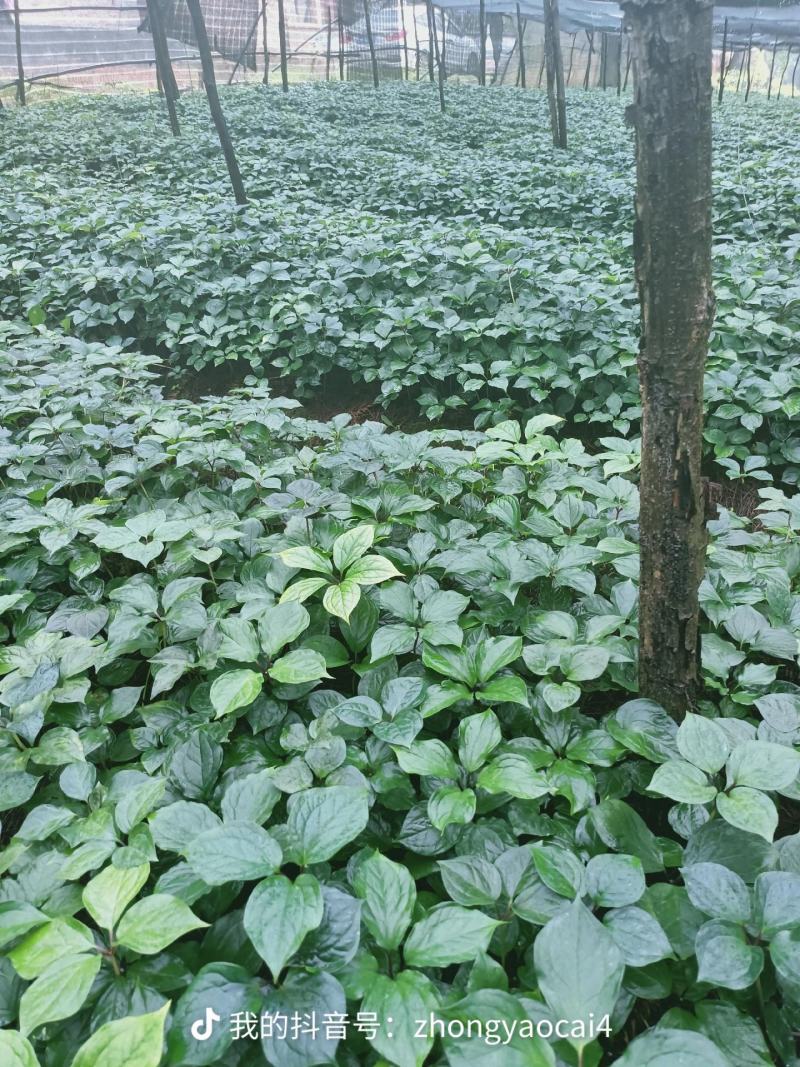 优质高杆滇重楼苗（药点高）