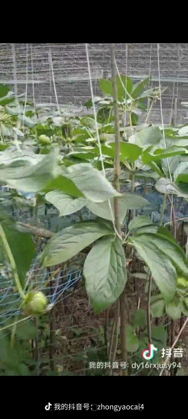 优质高杆滇重楼苗（药点高）