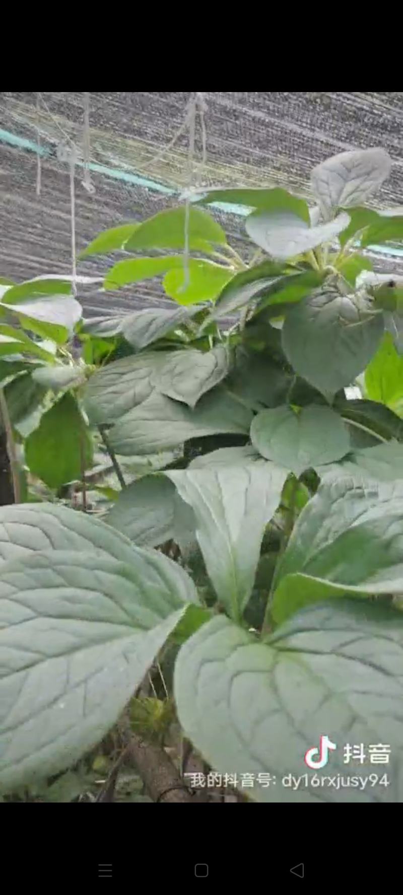 优质高杆滇重楼苗（药点高）