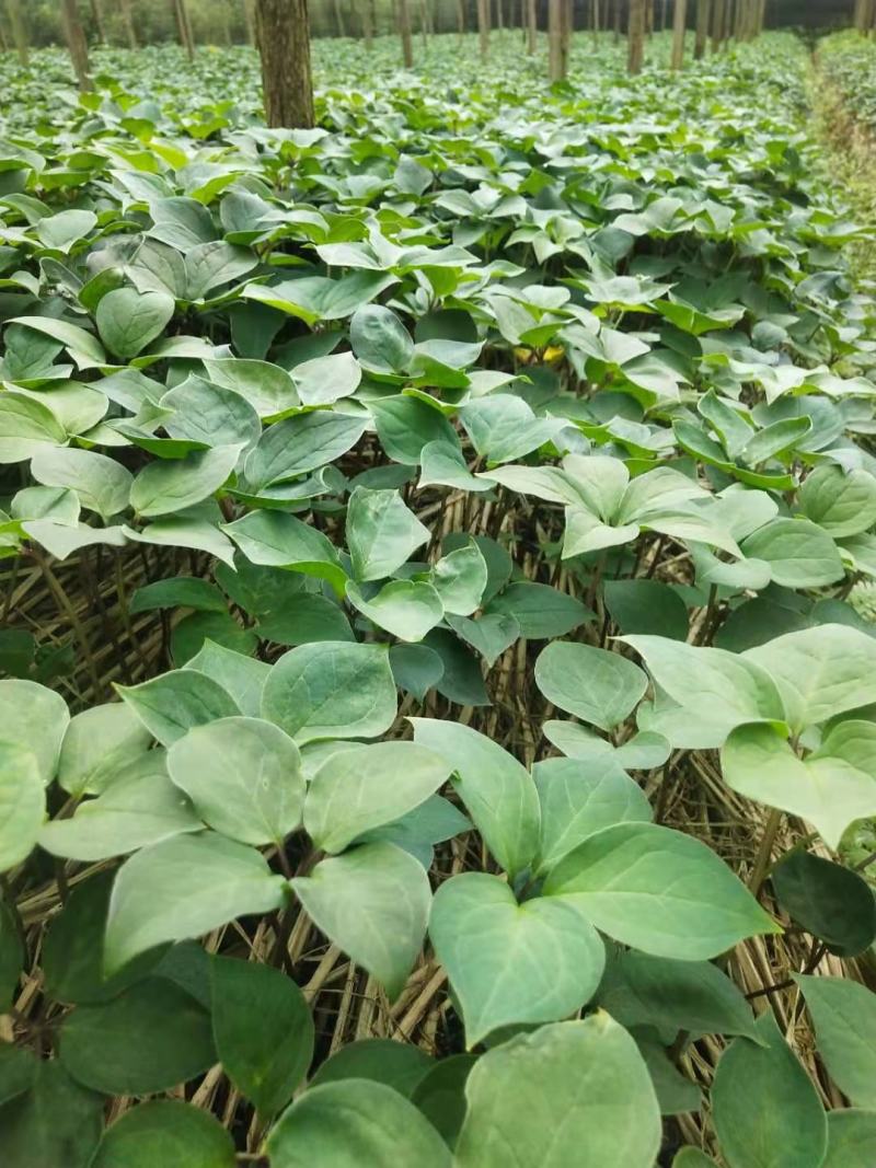 优质高杆滇重楼苗（药点高）