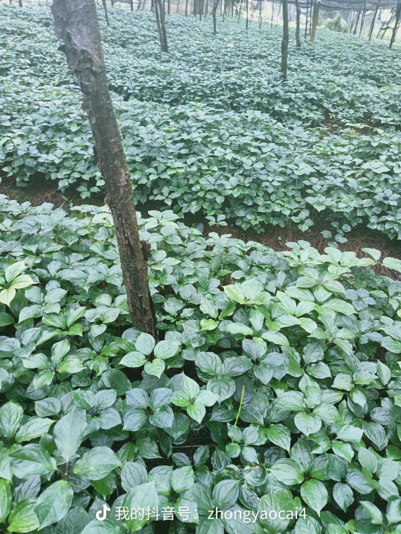 优质高杆滇重楼苗（药点高）