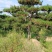 造型松