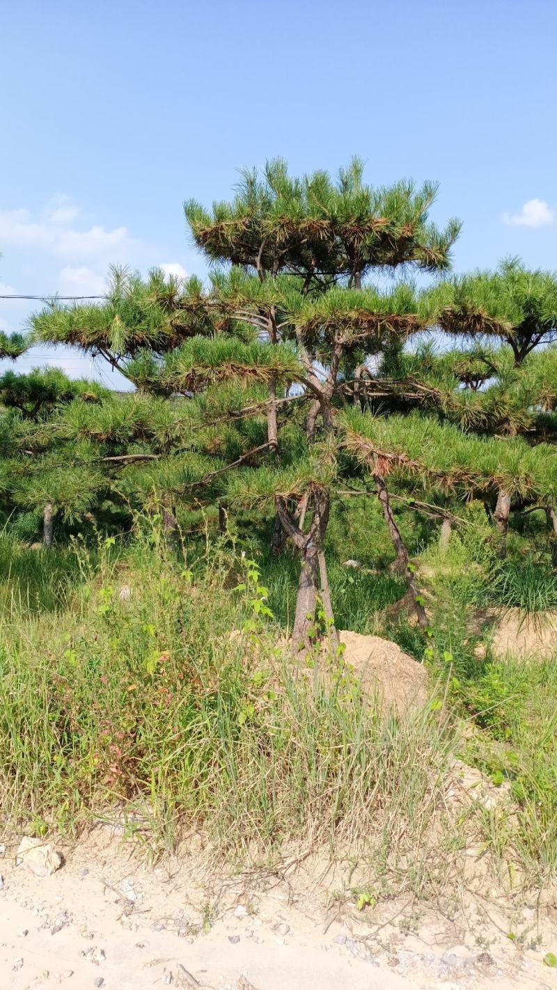 造型松