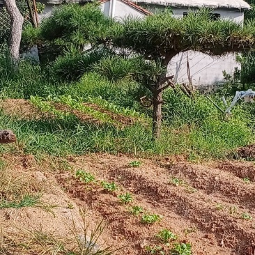 造型松
