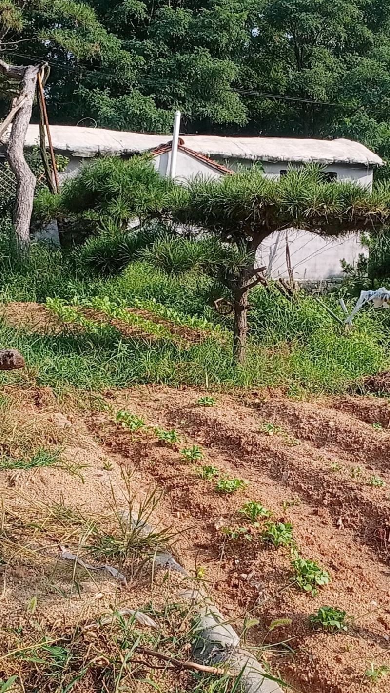 造型松