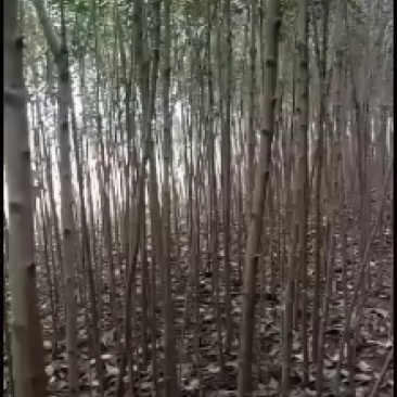 大叶冬青树，自家种的，需要的老板联系我，树在安徽肥西