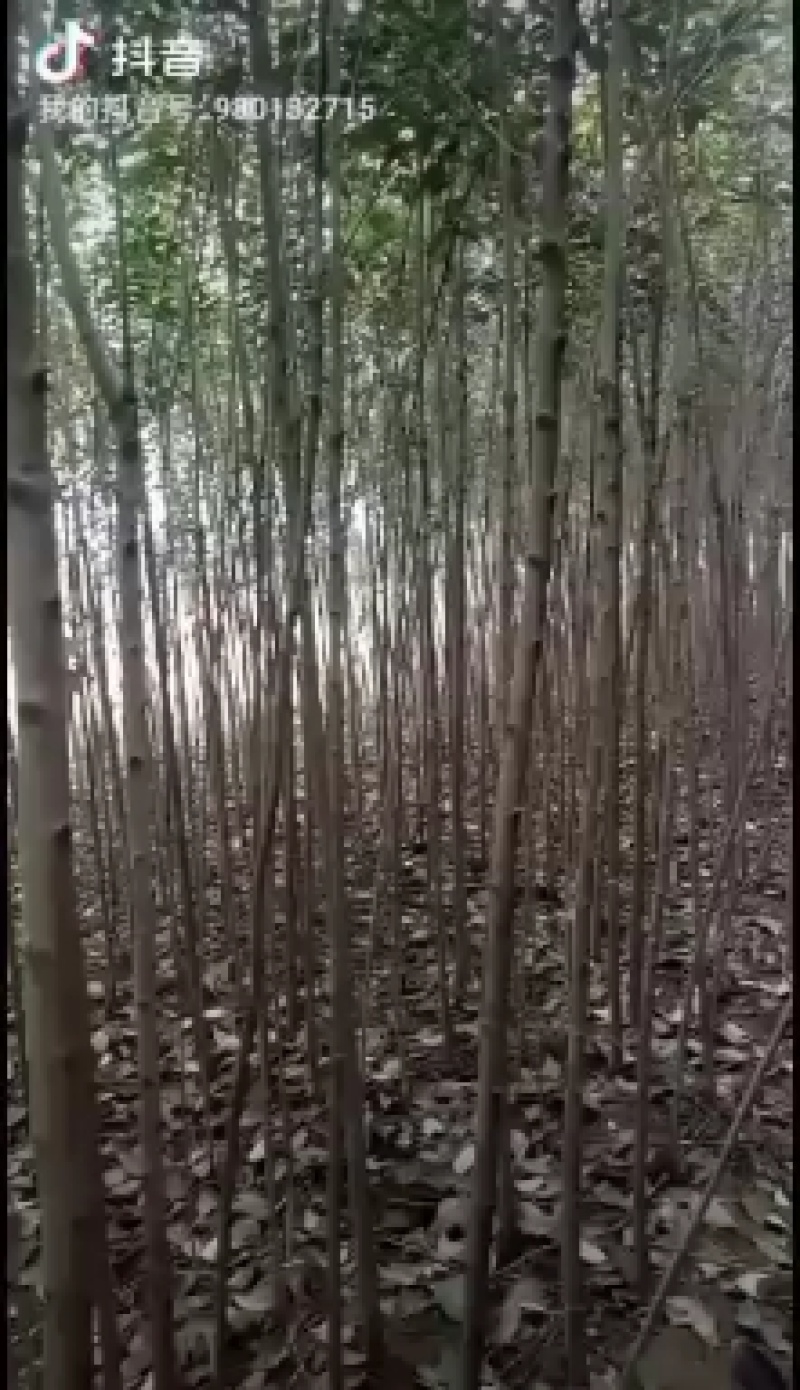 大叶冬青树，自家种的，需要的老板联系我，树在安徽肥西