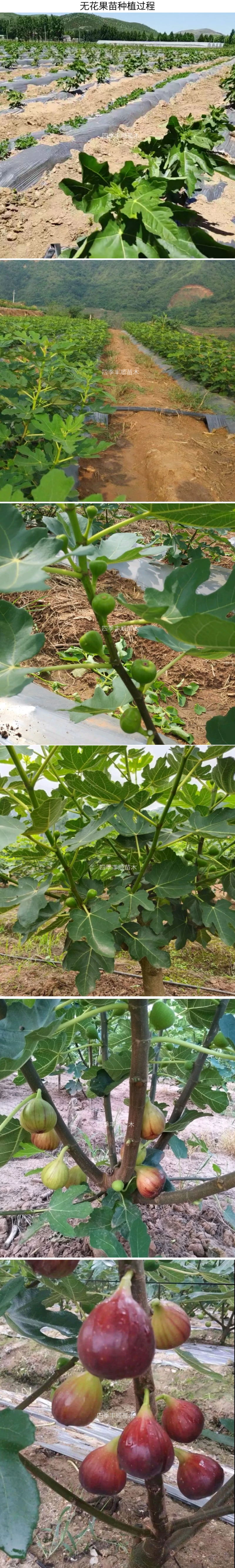 【不裂果/大果型】正品波姬红无花果苗现挖苗技术指导种植