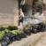 【不裂果/大果型】正品波姬红无花果苗现挖苗技术指导种植