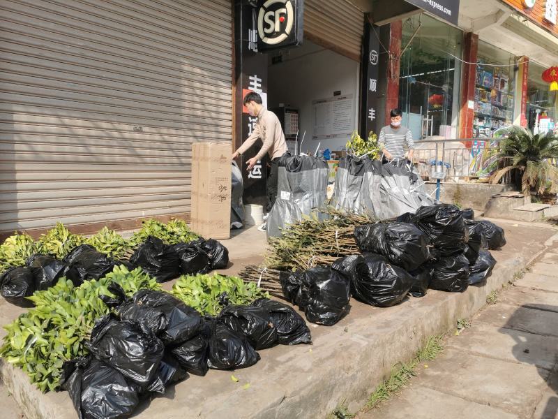 【不裂果/大果型】正品波姬红无花果苗现挖苗技术指导种植