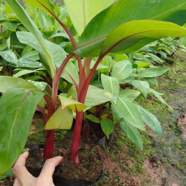 新品种红香蕉苗南洋红香蕉树苗带土带叶