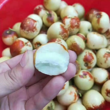 冬枣