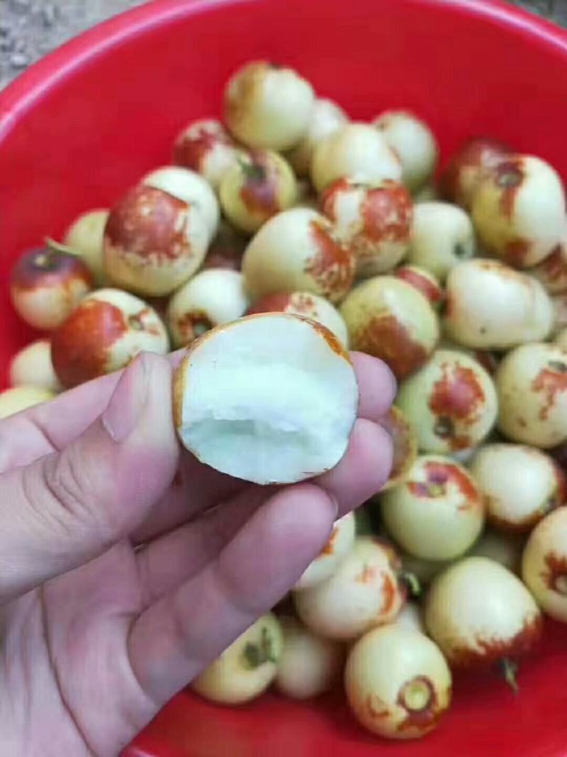 冬枣