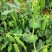 【甜豌豆】甜豌豆台湾超甜豌豆水果型可生吃香甜高产优质种子
