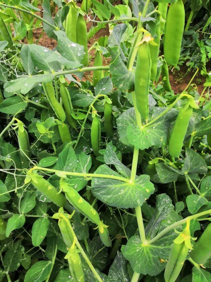 【甜豌豆】甜豌豆台湾超甜豌豆水果型可生吃香甜高产优质种子