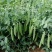【甜豌豆】甜豌豆台湾超甜豌豆水果型可生吃香甜高产优质种子