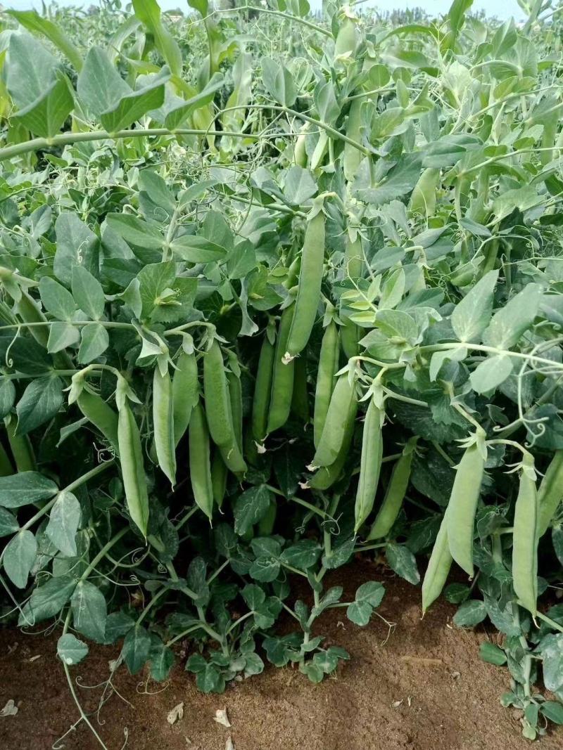 【甜豌豆】甜豌豆台湾超甜豌豆水果型可生吃香甜高产优质种子