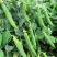 【甜豌豆】甜豌豆台湾超甜豌豆水果型可生吃香甜高产优质种子