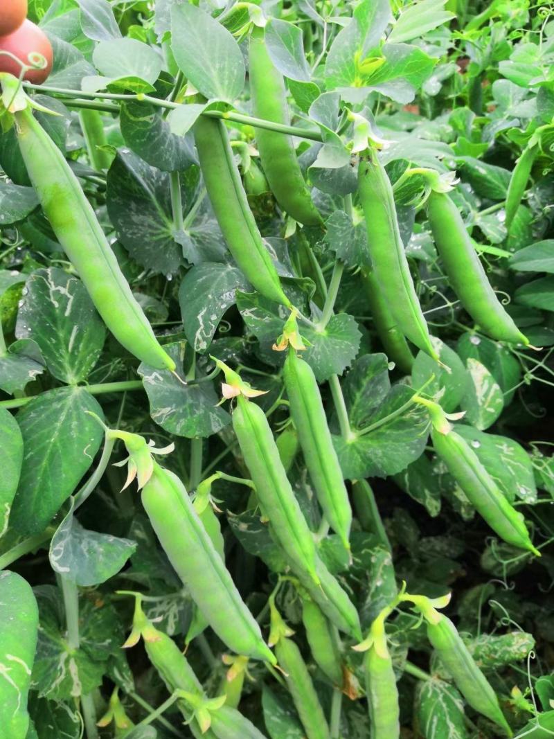 【甜豌豆】甜豌豆台湾超甜豌豆水果型可生吃香甜高产优质种子