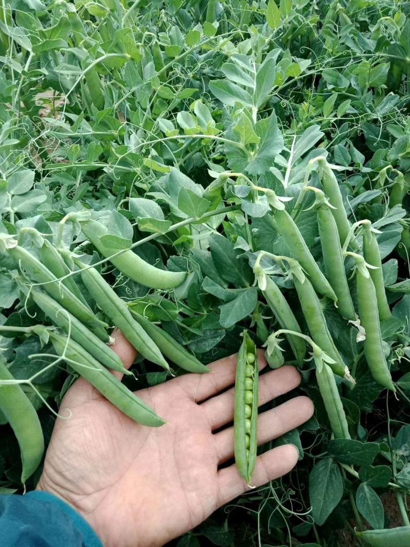 【甜豌豆】甜豌豆台湾超甜豌豆水果型可生吃香甜高产优质种子