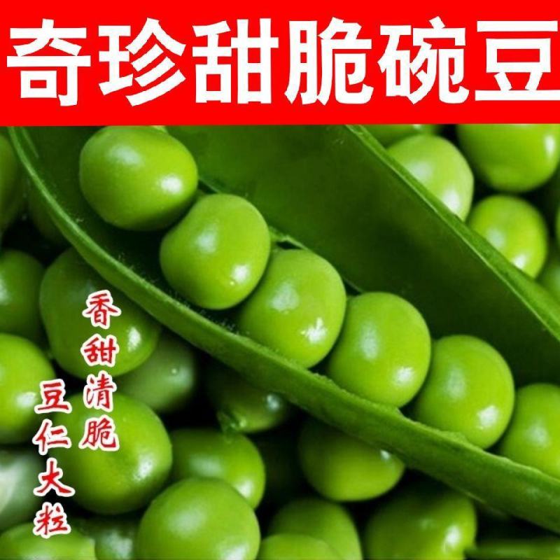 月亮湾水果甜豌豆香甜脆嫩可带壳生吃的高产优质种子