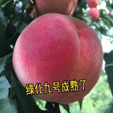 平谷大桃，品名绿化九号，一手货源，对接电商，一件代发