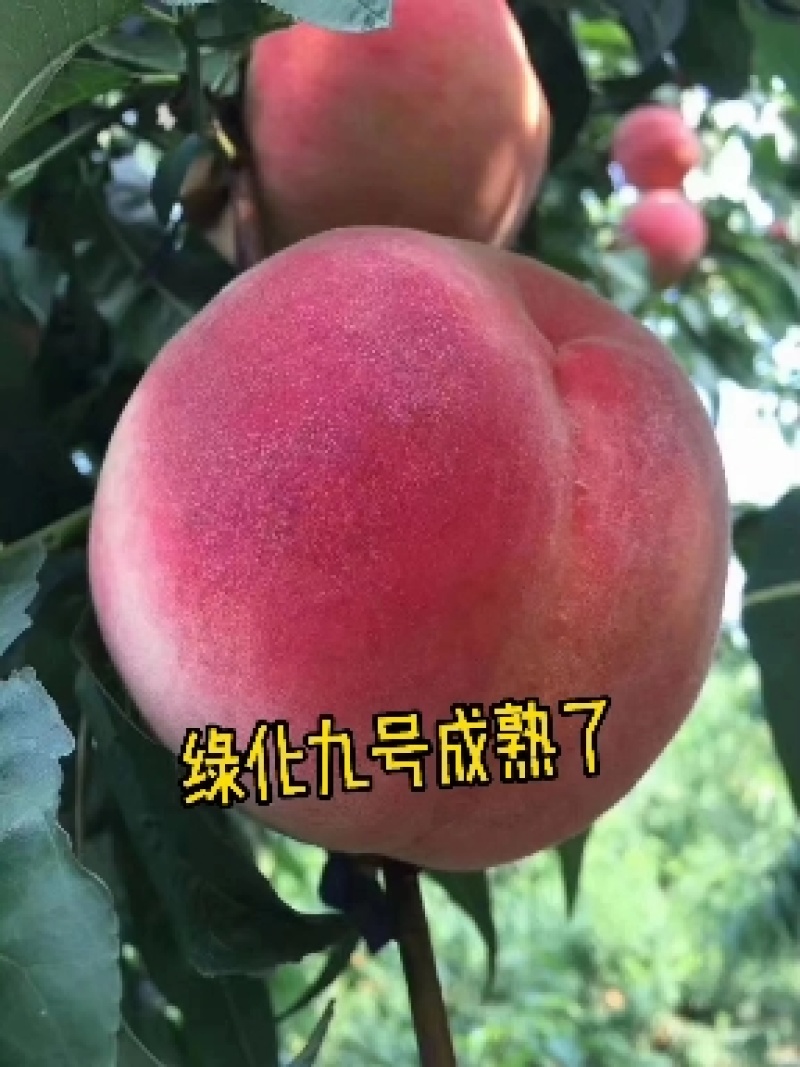 平谷大桃，品名绿化九号，一手货源，对接电商，一件代发