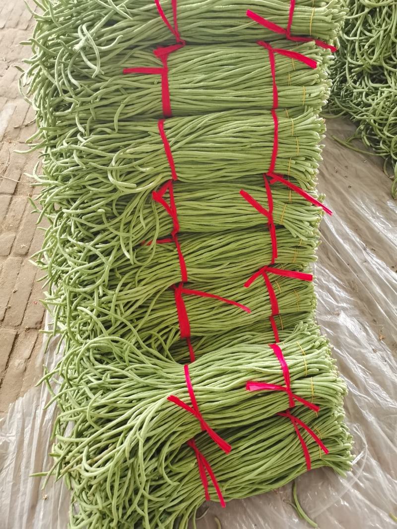 豆角万亩豇豆大量上市欢迎各位老板前来选购