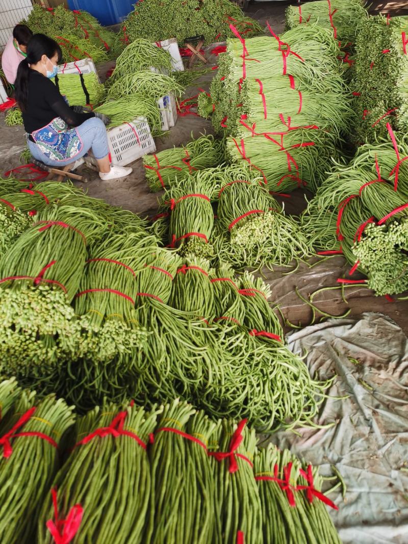 豆角万亩豇豆大量上市欢迎各位老板前来选购