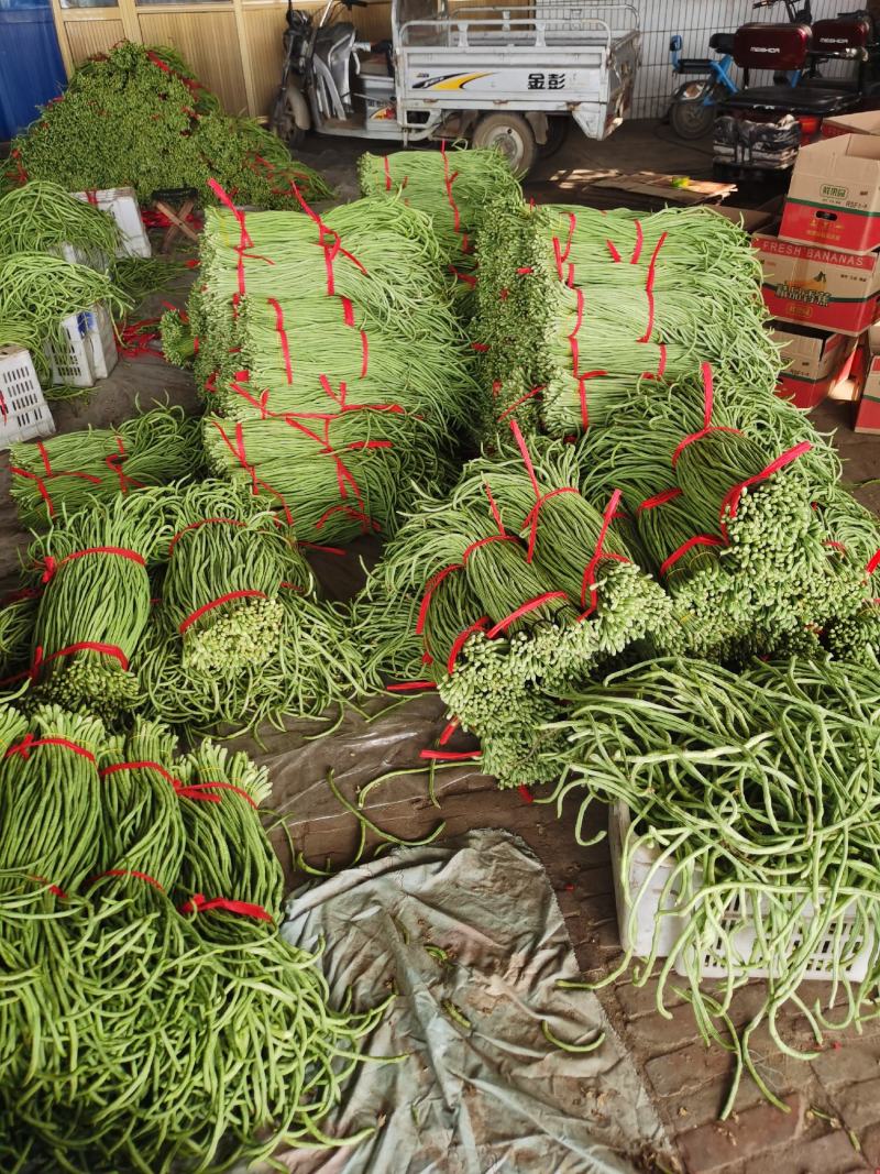 豆角万亩豇豆大量上市欢迎各位老板前来选购