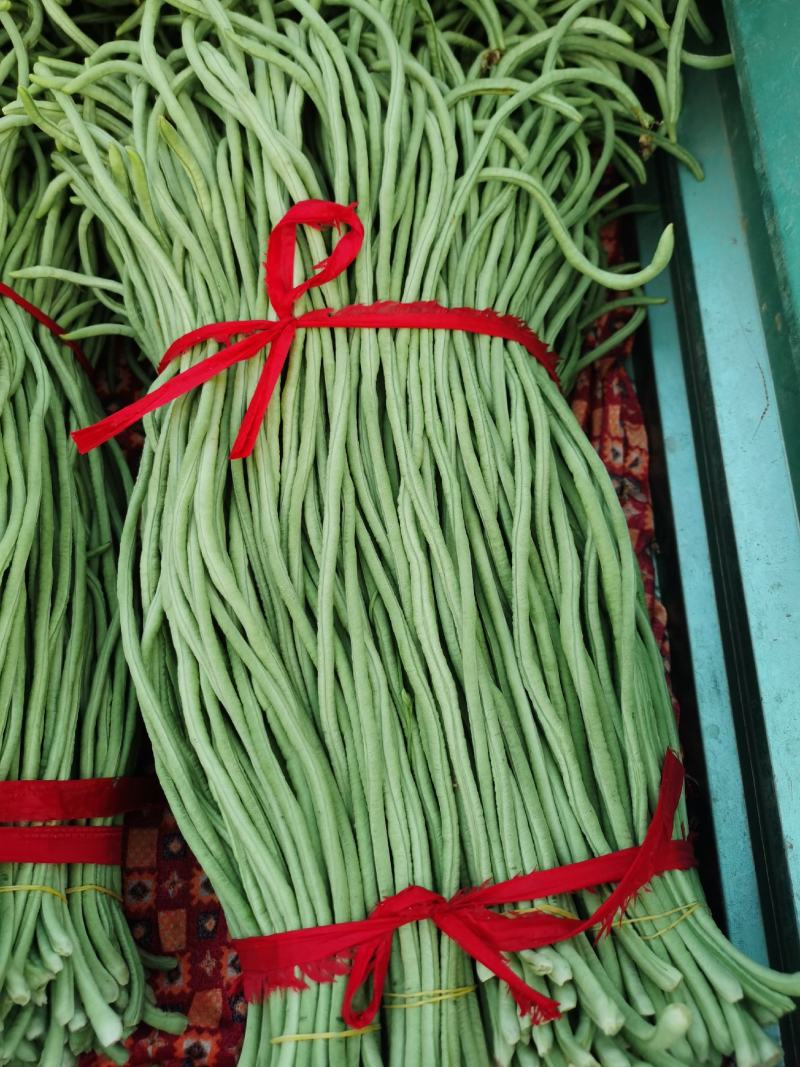 豆角万亩豇豆大量上市欢迎各位老板前来选购