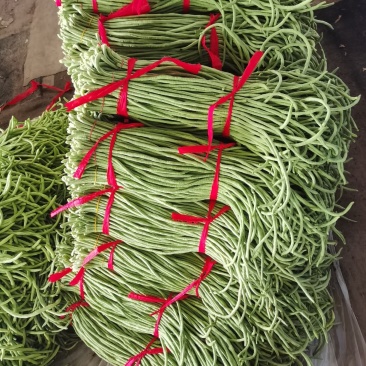 豆角万亩豇豆大量上市欢迎各位老板前来选购