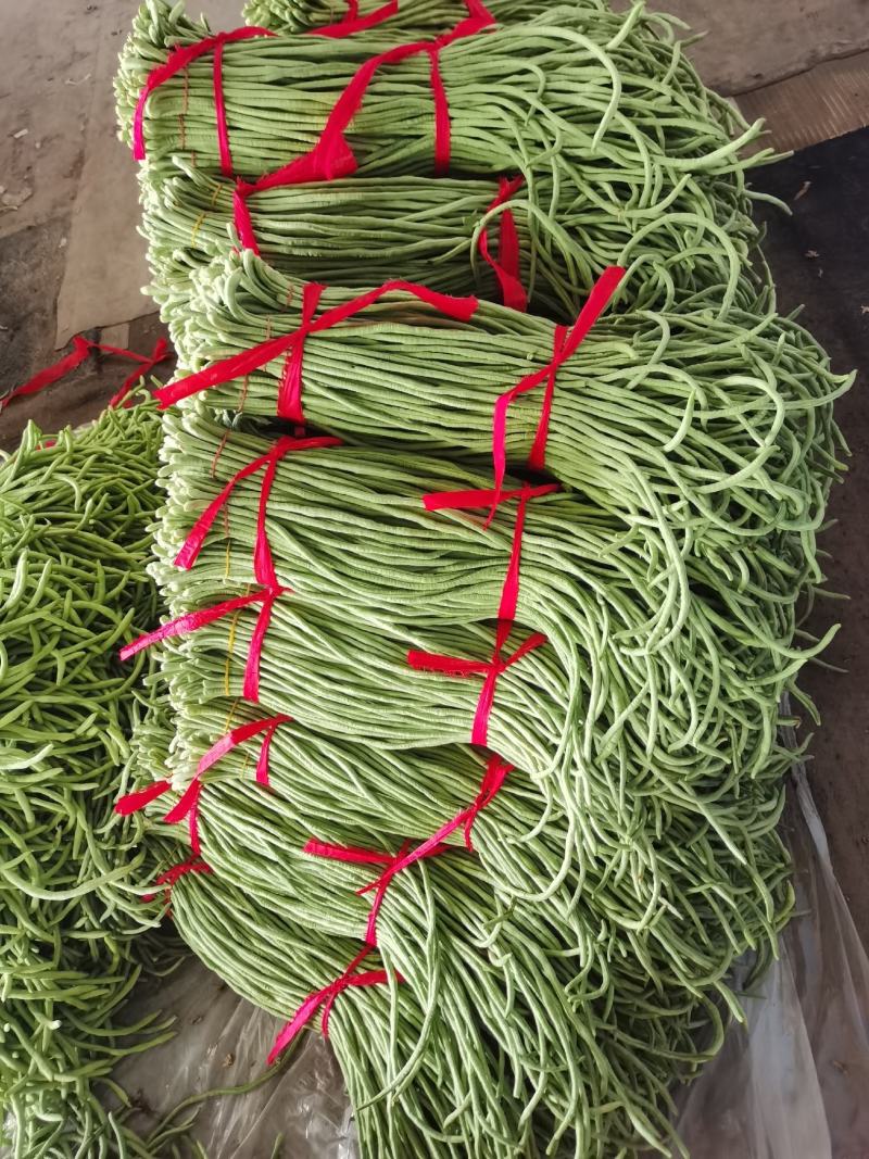 豆角万亩豇豆大量上市欢迎各位老板前来选购